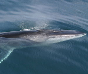 Seismic Location for Whales - Gansbaai Daily News